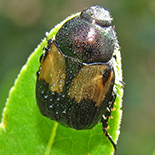 Shining Leaf Chafer species species 1
